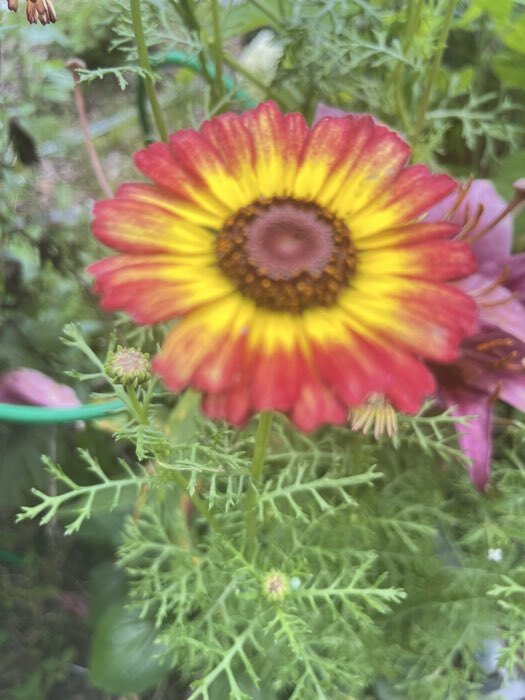 Фотография покупателя товара Семена цветов Хризантема Радужная Смесь РС-1, О, 0,05 г - Фото 2