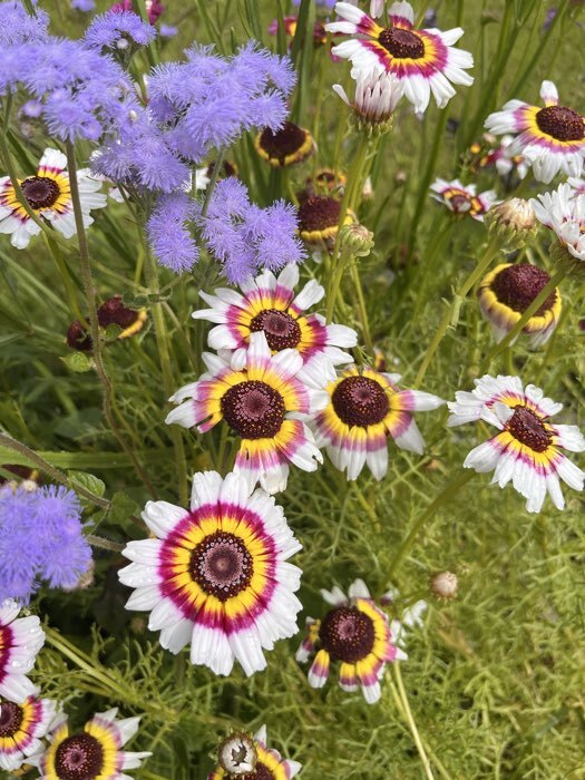 Фотография покупателя товара Семена цветов Хризантема Радужная Смесь РС-1, О, 0,05 г - Фото 3
