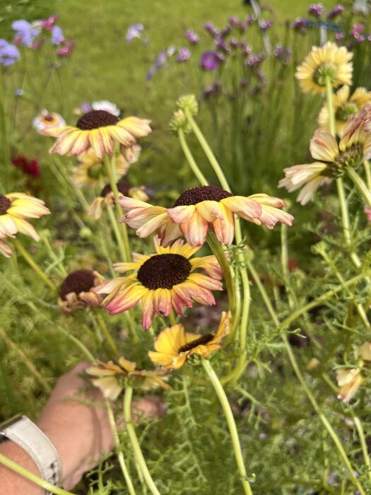 Фотография покупателя товара Семена цветов Хризантема Радужная Смесь РС-1, О, 0,05 г - Фото 4
