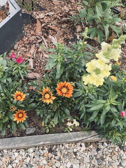 Фотография покупателя товара Семена цветов «Газания Гибридная смесь» для балкона, веранды, цветника, однолетник, низкорослая0.25 г - Фото 1