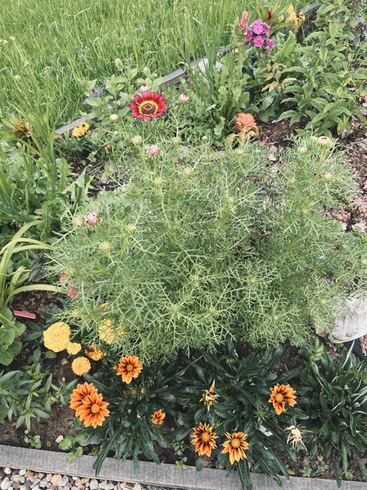 Фотография покупателя товара Семена цветов «Газания Гибридная смесь» для балкона, веранды, цветника, однолетник, низкорослая0.25 г - Фото 2