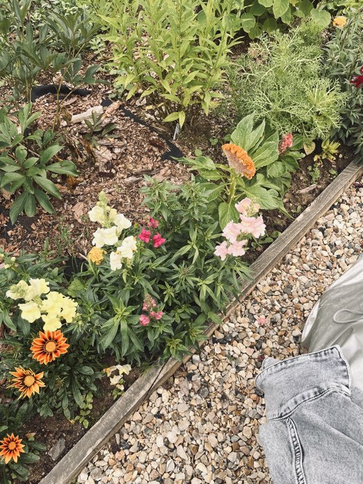 Фотография покупателя товара Семена цветов «Газания Гибридная смесь» для балкона, веранды, цветника, однолетник, низкорослая0.25 г - Фото 3