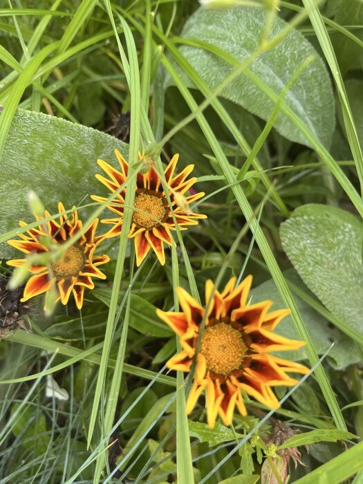 Фотография покупателя товара Семена цветов «Газания Гибридная смесь» для балкона, веранды, цветника, однолетник, низкорослая0.25 г - Фото 5
