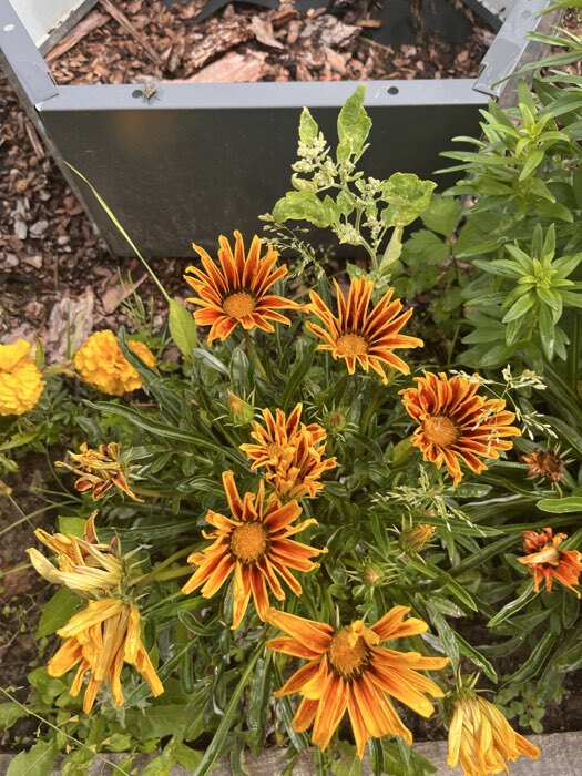 Фотография покупателя товара Семена цветов Газания «Дайбрек Тайгер», Микс, для балкона, веранды, цветника, однолетник, низкорослая10 шт. - Фото 1