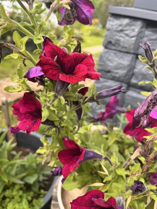 Фотография покупателя товара Семена цветов Петуния грандифлора "Аладдин Бордовая", 30 шт. - Фото 1