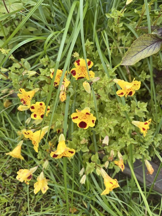 Фотография покупателя товара Семена Цветов Мимулюс «Юмореска», Евро, 0.05 г, «СеДеК» - Фото 1