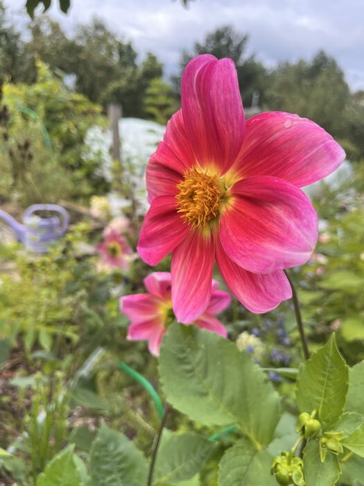Фотография покупателя товара Семена Цветов Георгина махровая смесь, 0,2 г - Фото 1