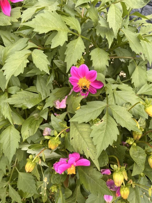 Фотография покупателя товара Семена Цветов Георгина махровая смесь, 0,2 г - Фото 2