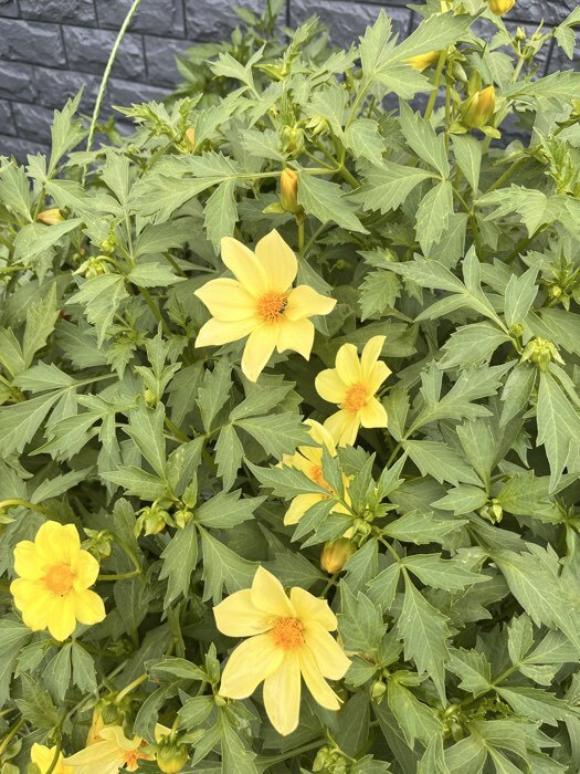 Фотография покупателя товара Семена Цветов Георгина махровая смесь, 0,2 г - Фото 3