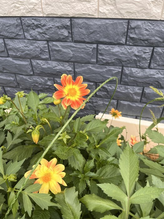 Фотография покупателя товара Семена Цветов Георгина махровая смесь, 0,2 г - Фото 4