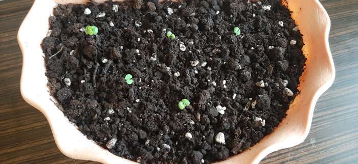 Фотография покупателя товара Семена комнатных цветов Колеус "Скарлет", ц/п,  5 шт. - Фото 1