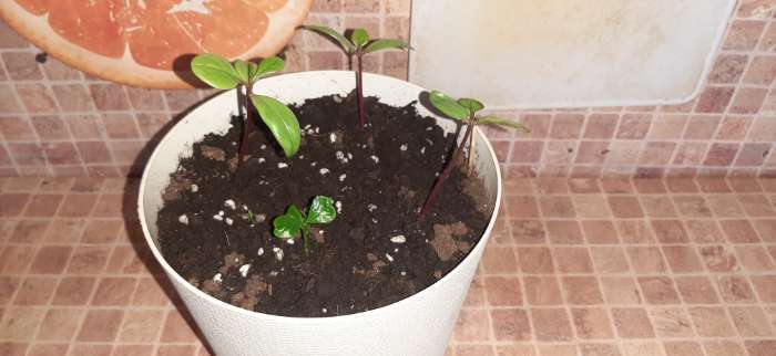 Фотография покупателя товара Семена цветов базелла красная «Заморский Гость», 5 шт. - Фото 1