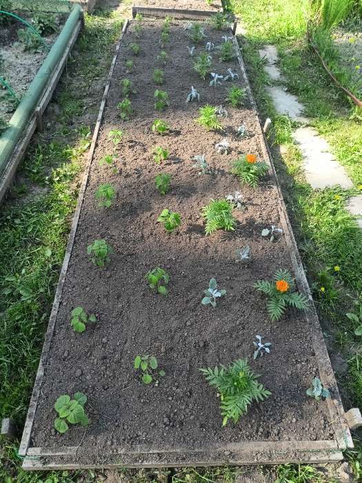 Фотография покупателя товара Семена Цветов Бархатцы «Тайшань желтый», 5 шт. - Фото 1