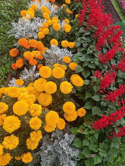 Фотография покупателя товара Семена Цветов Бархатцы «Тайшань желтый», 5 шт. - Фото 2