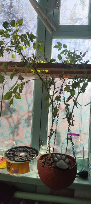 Фотография покупателя товара Семена Томат «Ампельный», 20 шт. - Фото 1