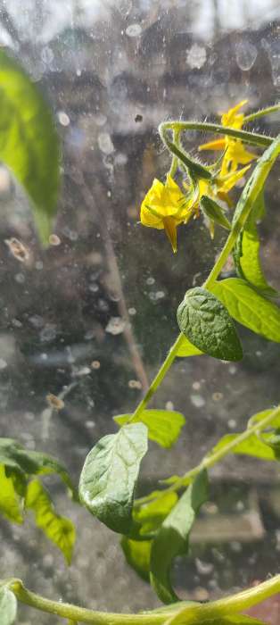 Фотография покупателя товара Семена Томат «Ампельный», 20 шт. - Фото 2