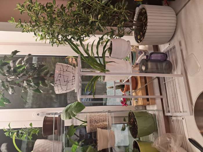 Фотография покупателя товара Подставка для цветов Greengo, 7 полок, 43×22×126 см, напольная, металл, цвет золотой - Фото 1