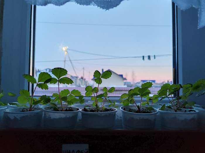 Фотография покупателя товара Семена Земляника ремонтантная "Барон Солемахер" 100 шт - Фото 1