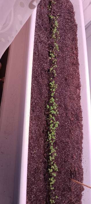 Фотография покупателя товара Семена Репа "Бабка", 1 г - Фото 1