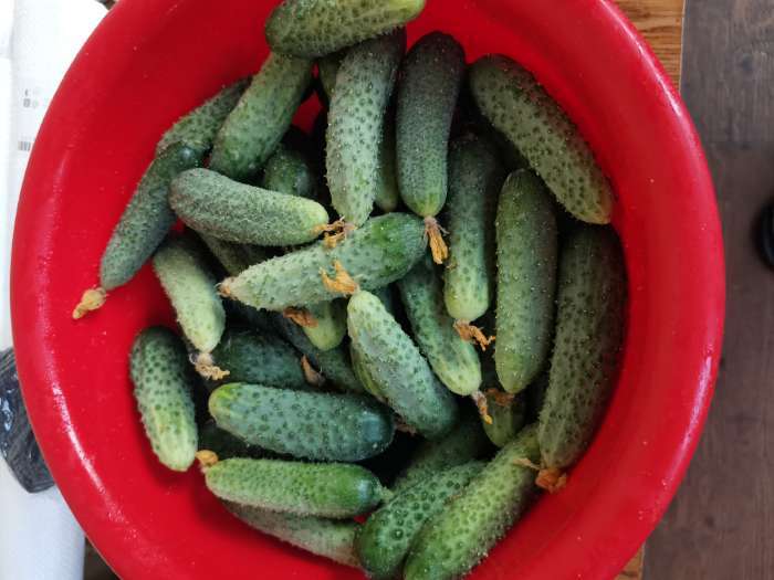 Фотография покупателя товара Семена Огурец «Кураж» F1, скороспелый, партенокарпический, 10 шт., «Гавриш» - Фото 1