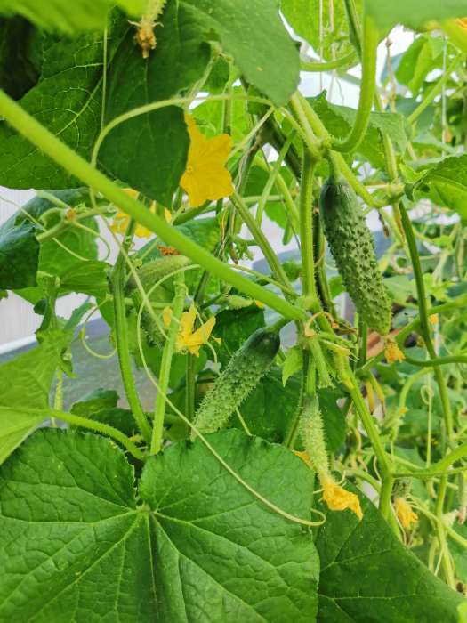 Фотография покупателя товара Семена Огурец «Кураж» F1, скороспелый, партенокарпический, 10 шт., «Гавриш» - Фото 2