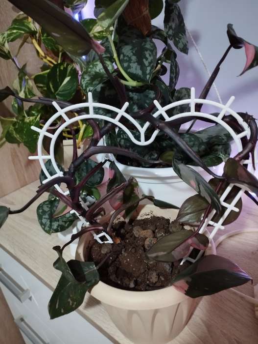 Фотография покупателя товара Шпалера, 29×27×0.3 см, пластик, цвет МИКС, «Сердечко» - Фото 1