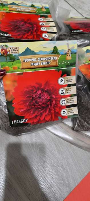 Фотография покупателя товара Георгина Декоративная «Крейзи Лав», клубелуковица в упаковке, р-р I, 1 шт. - Фото 1