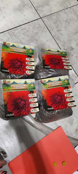 Фотография покупателя товара Георгина Декоративная «Крейзи Лав», клубелуковица в упаковке, р-р I, 1 шт. - Фото 2