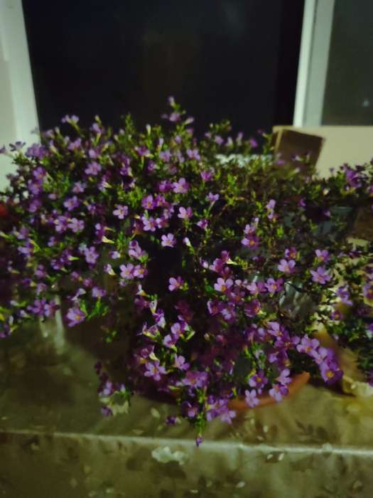 Фотография покупателя товара Семена Цветов Бакопа Блутопия ---   Одн (драже в пробирке) Сел. PanAmerican Seed 3шт Ц/П - Фото 1