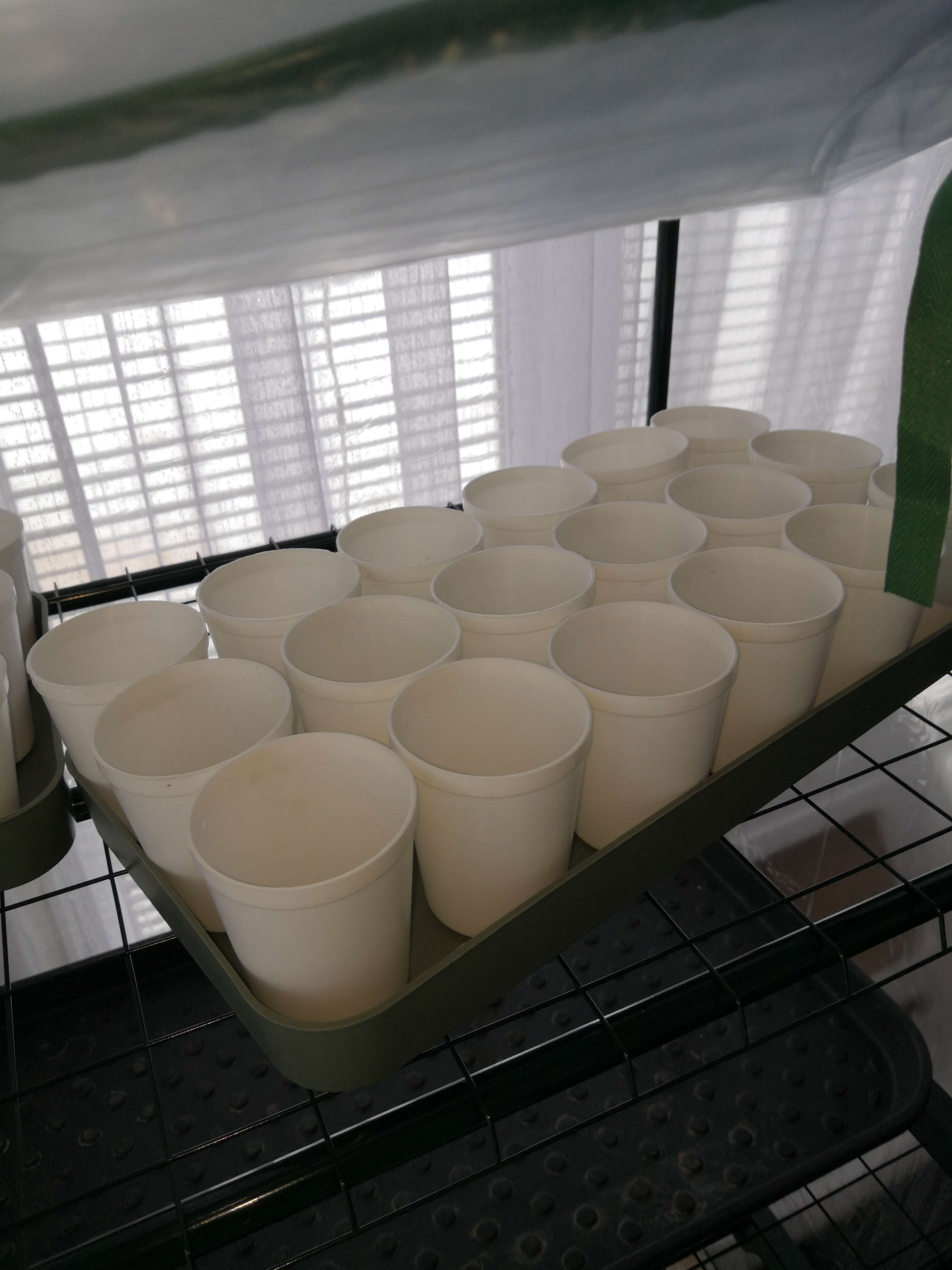 Фотография покупателя товара Набор для рассады: стаканы по 250 мл (18 шт.), поддон 40 × 20 см, цвет МИКС, Greengo - Фото 9