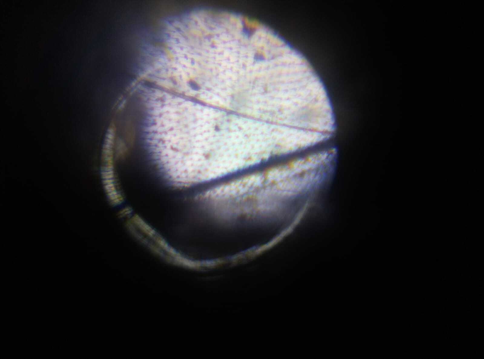 Фотография покупателя товара Микроскоп "Юный исследователь", кратность увеличения 1200х, 400х, 100х, с подсветкой - Фото 1