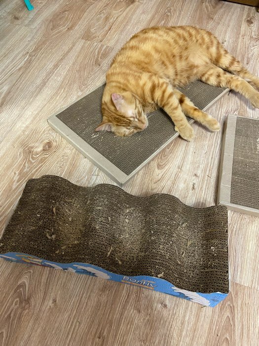 Фотография покупателя товара Когтеточка из картона с кошачьей мятой «Лови волну», волна с дном, 45 × 18 см - Фото 1