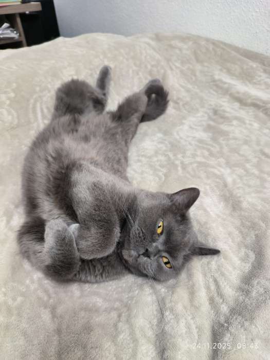 Фотография покупателя товара Сухой корм Monge Cat Urinary для кошек, профилактика МКБ, 400 г - Фото 1