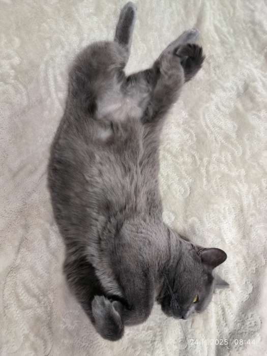 Фотография покупателя товара Сухой корм Monge Cat Urinary для кошек, профилактика МКБ, 400 г - Фото 2