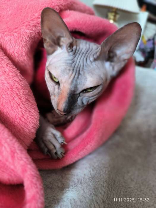 Фотография покупателя товара Сухой корм Monge Cat Urinary для кошек, профилактика МКБ, 400 г - Фото 3