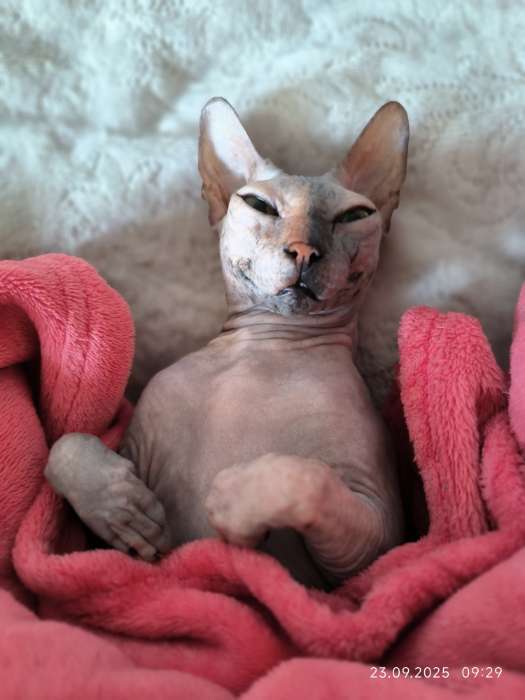 Фотография покупателя товара Сухой корм Monge Cat Urinary для кошек, профилактика МКБ, 400 г - Фото 4