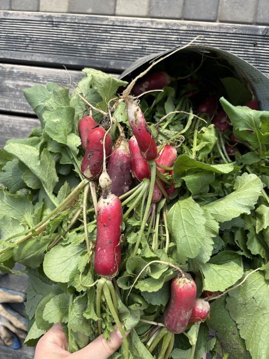 Фотография покупателя товара Семена Редис "Французский завтрак", 3 г - Фото 1