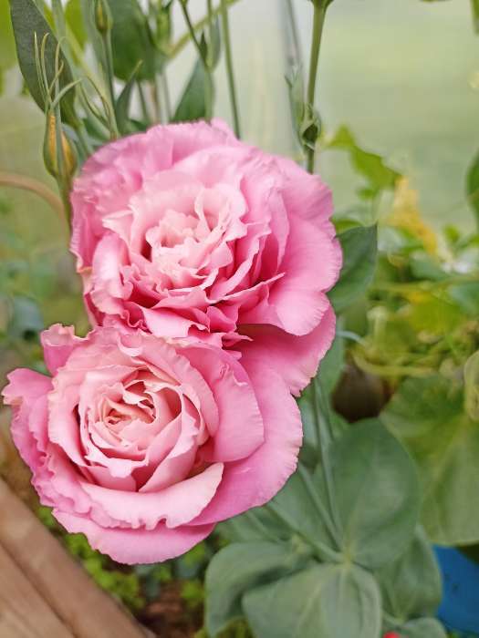 Фотография покупателя товара Семена цветов Эустома махровая "Велюр", розовая, F1, в ампуле, 0,005 г. - Фото 2