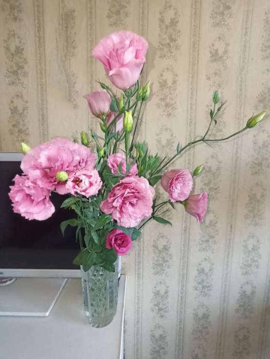 Фотография покупателя товара Семена цветов Эустома махровая "Велюр", розовая, F1, в ампуле, 0,005 г. - Фото 1