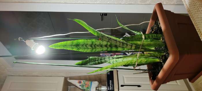 Фотография покупателя товара Светильник с выключателем, под лампу, Е27, провод 2 м, белый - Фото 2