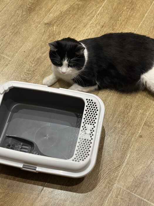 Фотография покупателя товара Туалет Сима с бортом + совок-микс 30×39×13.5 см серый - Фото 1