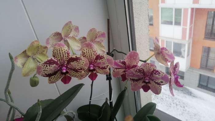 Фотография покупателя товара Удобрение Японское FUJIMA для всех видов орхидей, голубой, 35 мл, 10 шт - Фото 1