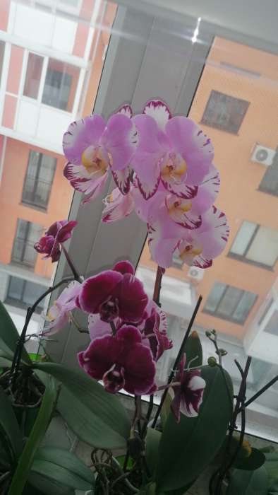 Фотография покупателя товара Удобрение Японское FUJIMA для всех видов орхидей, голубой, 35 мл, 10 шт - Фото 2