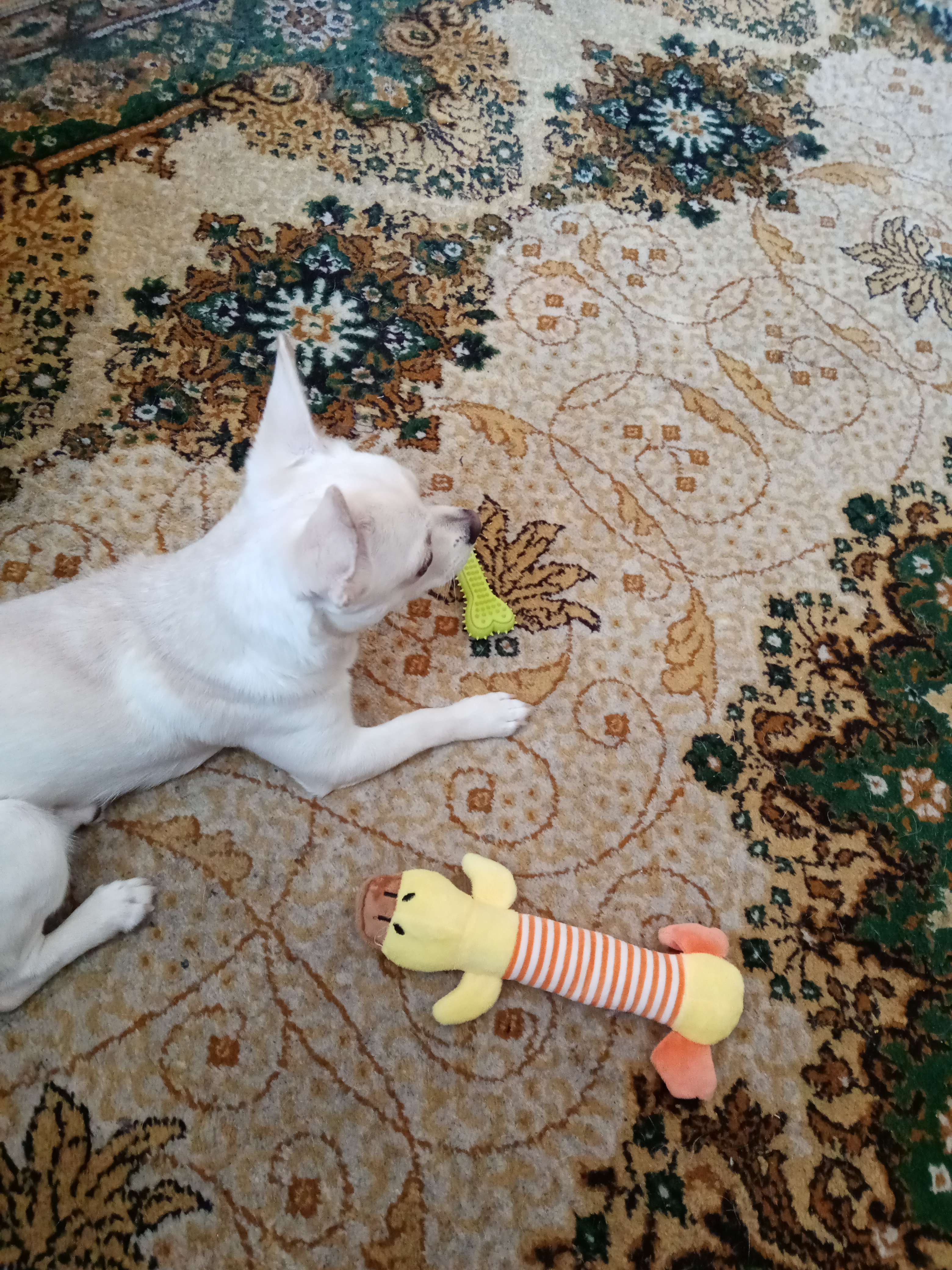 Фотография покупателя товара Игрушка для собак мягкая "Утёнок", 24 см - Фото 2