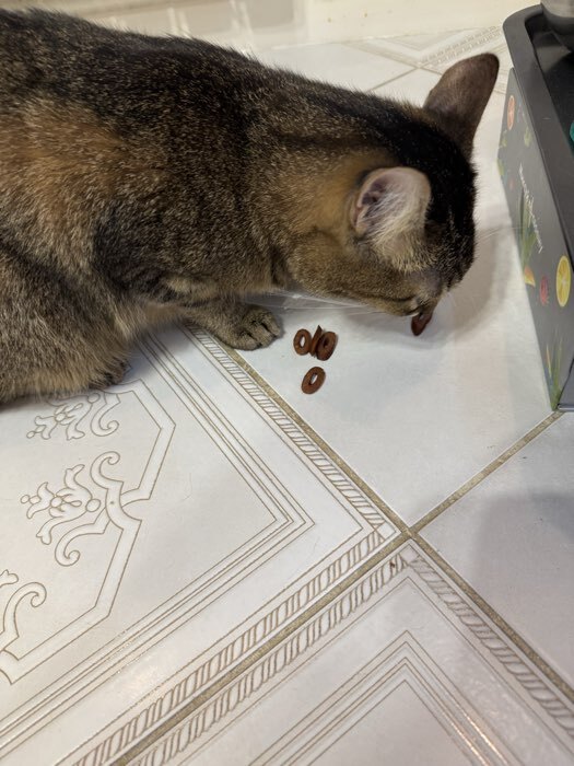 Фотография покупателя товара Колечки мясные TitBit для кошек, из говядины, 40 г - Фото 3