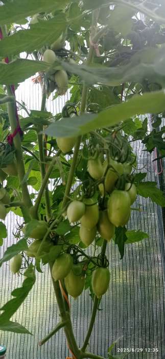 Фотография покупателя товара Семена Томат "Медовые бананы" F1,детерминантный,среднерослый, 0,05 г - Фото 1