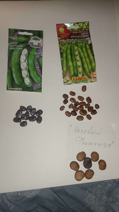 Фотография покупателя товара Семена бобы «Детский восторг», 10 г - Фото 1