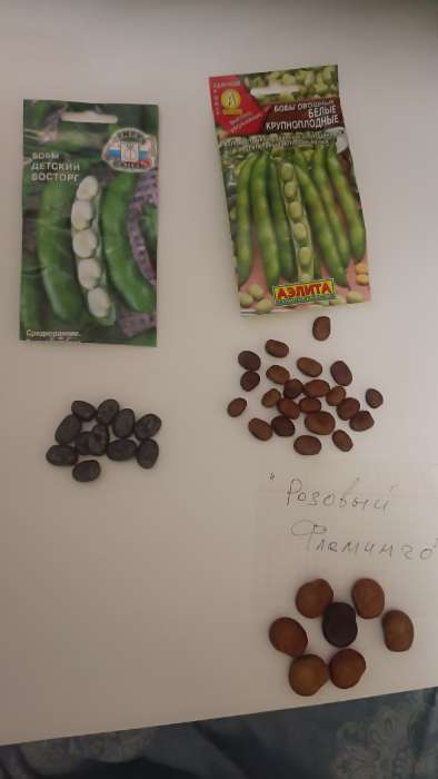 Фотография покупателя товара Семена Бобы овощные «Белые», крупноплодные, 10 г, «Аэлита» - Фото 1