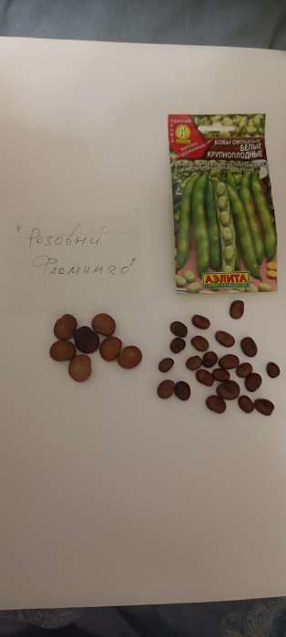 Фотография покупателя товара Семена Бобы овощные «Белые», крупноплодные, 10 г, «Аэлита» - Фото 2