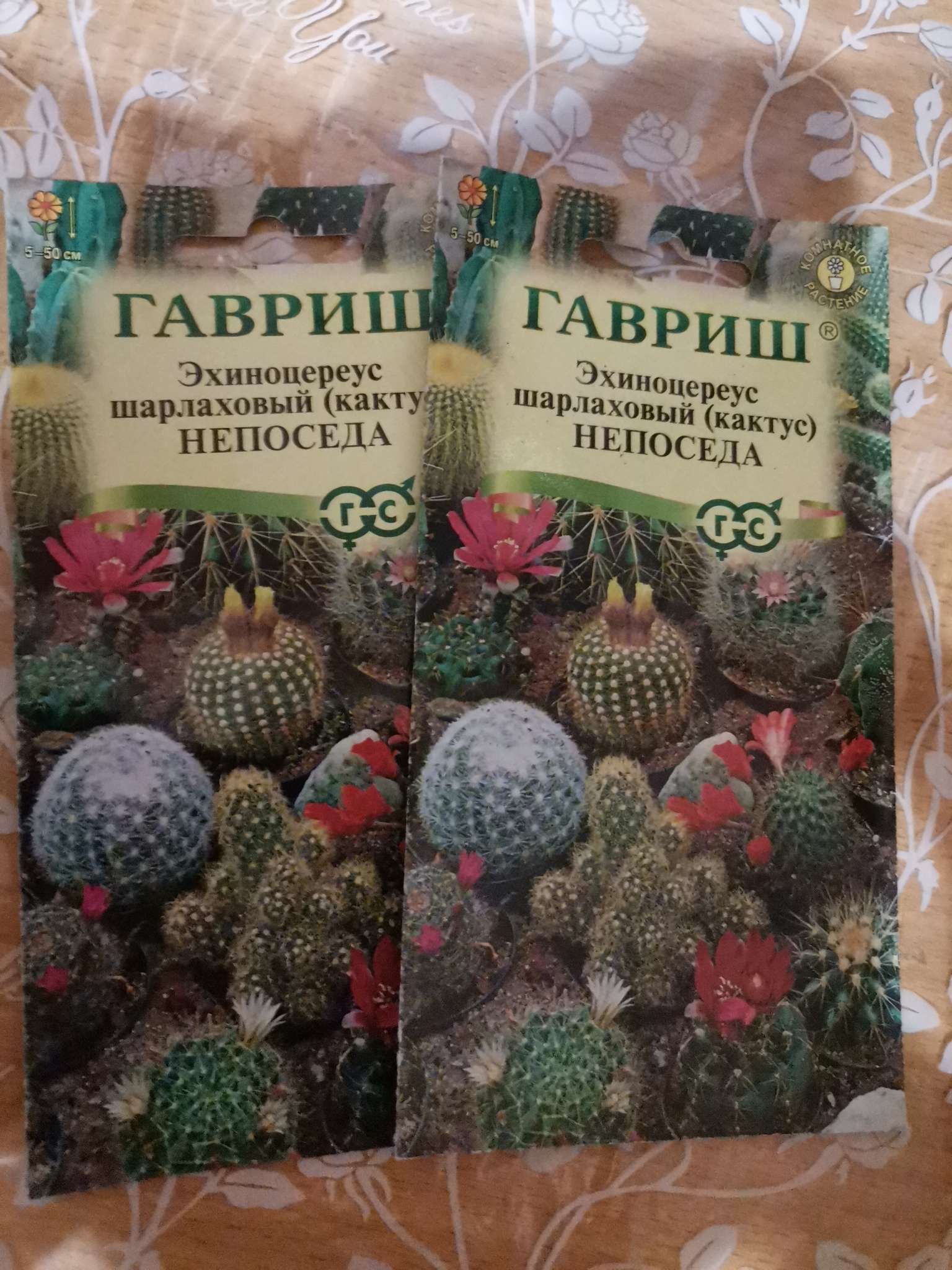 Фотография покупателя товара Семена комнатных цветов Кактус "Непоседа", ц/п,  0,05 г - Фото 1